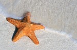 Starfish on Shore